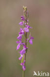 Moerasorchis (Orchis palustris)