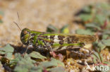 Oedaleus decorus