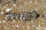 Oedaleus decorus