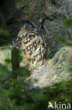 Oehoe (Bubo bubo)