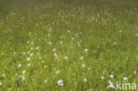 Pinksterbloem (Cardamine pratensis)