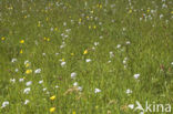 Pinksterbloem (Cardamine pratensis)