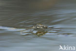 Schaatsenrijder (Gerris lacustris)