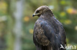 Schreeuwarend (Aquila pomarina)