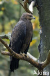 Schreeuwarend (Aquila pomarina)