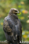 Schreeuwarend (Aquila pomarina)