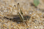 Tuberous Bush-cricket (Platycleis affinis)