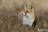 Vos (Vulpes vulpes)