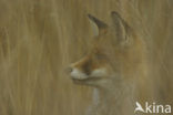 Vos (Vulpes vulpes)