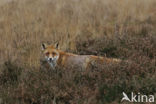 Vos (Vulpes vulpes)