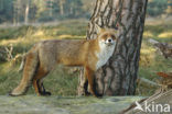 Vos (Vulpes vulpes)