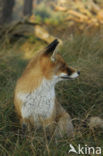 Vos (Vulpes vulpes)