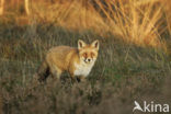 Vos (Vulpes vulpes)