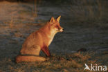 Vos (Vulpes vulpes)