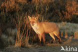 Vos (Vulpes vulpes)