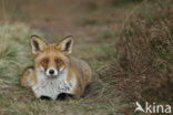 Vos (Vulpes vulpes)