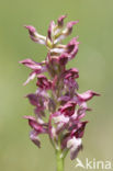 Welriekende wantsenorchis (Anacamptis coriophora subsp. fragrans )