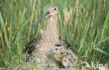 Eurasian Curlew (Numenius arquata) 