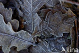 Zomereik (Quercus robur)