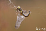 Zwarte heidelibel (Sympetrum danae)