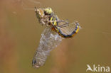 Zwarte heidelibel (Sympetrum danae)