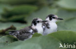 Zwarte Stern (Chlidonias niger) 