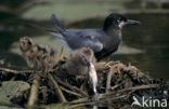 Zwarte Stern (Chlidonias niger) 