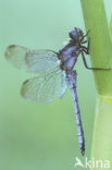 Beekoeverlibel (Orthetrum coerulescens) 