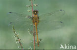 Bloedrode heidelibel (Sympetrum sanguineum)