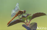 Bloedrode heidelibel (Sympetrum sanguineum)