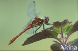 Bloedrode heidelibel (Sympetrum sanguineum)