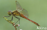 Bloedrode heidelibel (Sympetrum sanguineum)