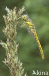 Bloedrode heidelibel (Sympetrum sanguineum)