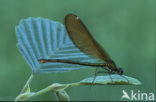 Bosbeekjuffer (Calopteryx virgo) 