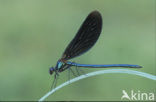 Bosbeekjuffer (Calopteryx virgo) 