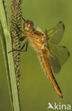 Bruine korenbout (Libellula fulva) 