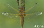 Bruine korenbout (Libellula fulva) 