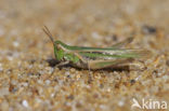 Calephorus compressicornis (Acrydium compressicornis)