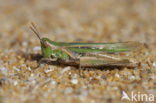 Calephorus compressicornis (Acrydium compressicornis)