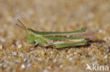 Calephorus compressicornis (Acrydium compressicornis)