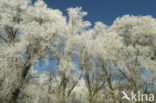 De Mortelen en Heerenbeek