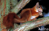 Eekhoorn (Sciurus vulgaris)