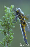 Gevlekte witsnuitlibel (Leucorrhinia pectoralis) 