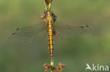 Gewone oeverlibel (Orthetrum cancellatum)