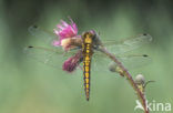 Gewone oeverlibel (Orthetrum cancellatum)