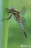 Gewone oeverlibel (Orthetrum cancellatum)