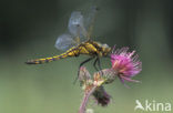 Gewone oeverlibel (Orthetrum cancellatum)