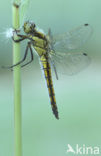 Gewone oeverlibel (Orthetrum cancellatum)