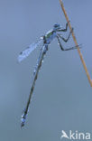 Gewone pantserjuffer (Lestes sponsa)