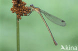 Gewone pantserjuffer (Lestes sponsa)